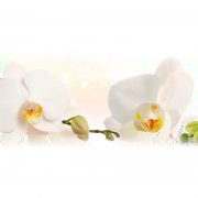 244 Белые орхидеи. Фартук для кухни МДФ. 2,8 метра