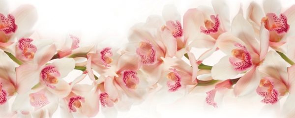 2510 Цветы, орхидеи. Фартук для кухни МДФ. 2,8 метра