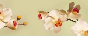 Нежные орхидеи. Фартук для кухни пластиковый. 3 метра