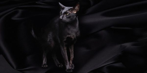 7659 Чёрный кот. Фартук для кухни пластиковый. 3 метра