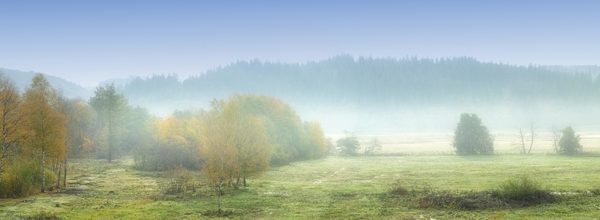 9301 Деревья, туман. Фартук для кухни пластиковый. 3 метра