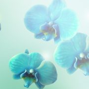 9306 Голубые орхидеи. Фартук для кухни пластиковый. 3 метра