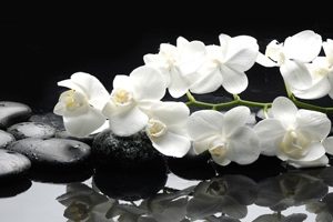 8627 Белые орхидеи, камни. Фартук для кухни пластиковый. 3 метр