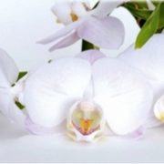 9013 Белые орхидеи. Фартук для кухни пластиковый. 3 метра