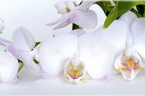 9013 Белые орхидеи. Фартук для кухни пластиковый. 3 метра